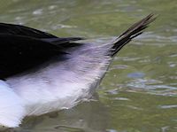 Bufflehead (Tail) - pic by Nigel Key